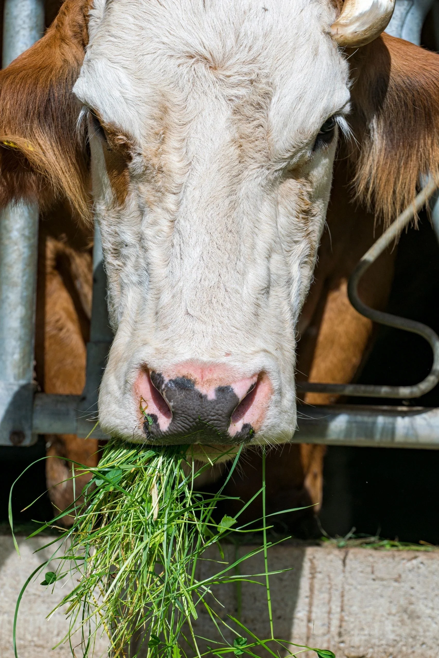Cattle eating HydroGreen fodder